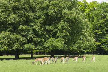 Damhirsche, Damwild, Naturpark Hohe Mark, Münsterland, Nordrhein-Westfalen, Deutschland, Europa