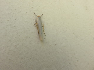 Blastobasis
