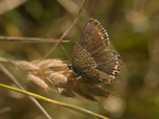 Papillon marron gris posé sur un épi de blé au mois d'août, Cévennes, France.