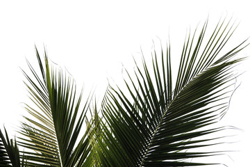 Obraz premium Coconut leaf isolated on white background with clip path