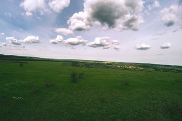 Summer landscape on a sunny day on the field.