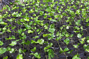 Young plant growing