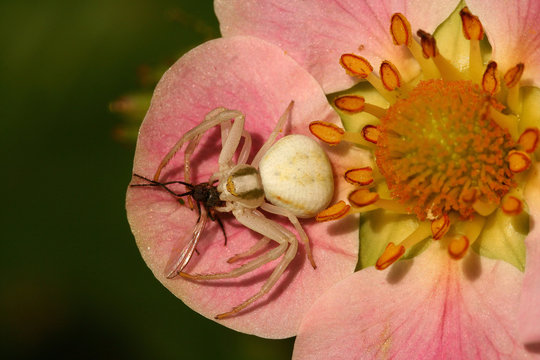 krabbenspinne mit beute