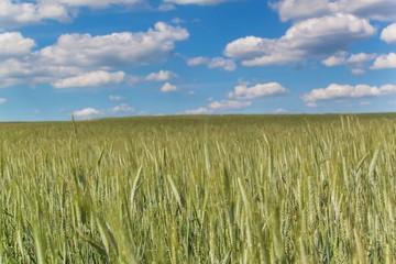 Field of green grain against the background of a blue sky with clouds. Summer day at the farm.