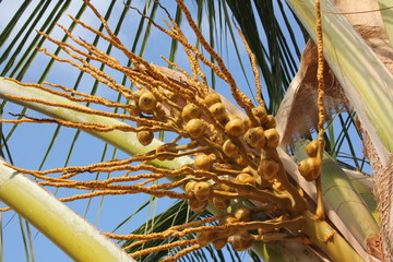 Detail of Coconut Flower and Fruit Buds / Cocos nucifera, Zanzibar, Tanzania, Indian Ocean, Africa