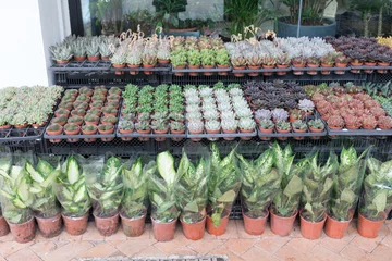 Photo sur Plexiglas Fleuriste Plants in Shop