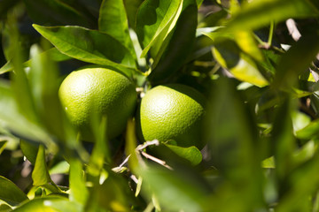 Orange tree with fruits ripen in the garden 