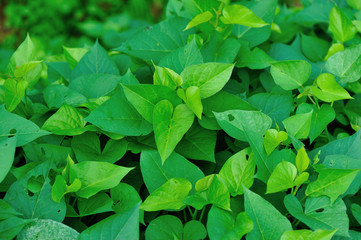 green sweet potato leaves in growth at garden