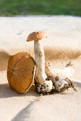 Brown cap boletus on sackcloth
