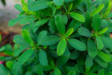 Fototapeta na wymiar Leaves of the Euphorbia milli