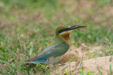 Blue-tailed Bee-eater bird on sand ground