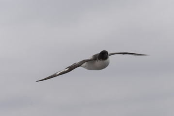 Antarctic petrel (Thalassoica antarctica)