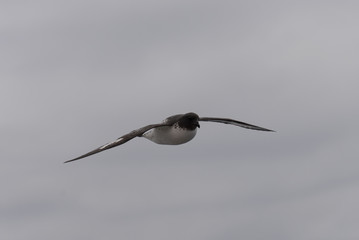 Antarctic petrel (Thalassoica antarctica)