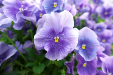 Fotobehang Viooltje Purple pansy  © KAZUMI HIROSE