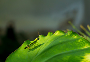 Grasshopper on green leaf