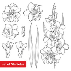 Vector set with Gladiolus or sword lily flower, bunch, bud and leaf in black isolated on white background. Floral elements in contour style with ornate gladioli for summer design and coloring book. 