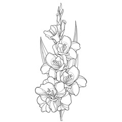 Vector bunch with Gladiolus or sword lily flower, stem, bud and leaf in black isolated on white background. Floral elements in contour style with ornate gladioli for summer design and coloring book.  - obrazy, fototapety, plakaty