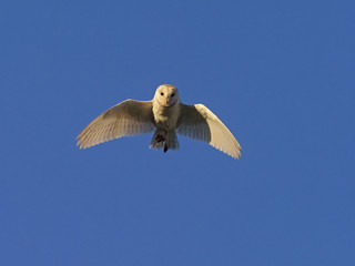 Barn owl, Tyto alba