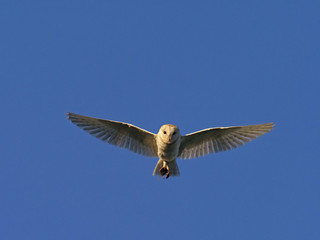 Barn owl, Tyto alba