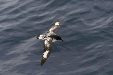 Antarctic petrel (Thalassoica antarctica)