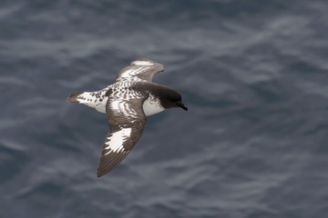Antarctic petrel (Thalassoica antarctica)