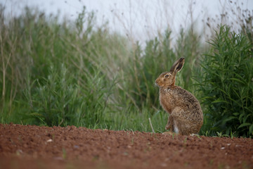 European brown hare, Lepus europaeus