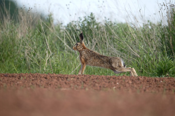 European brown hare, Lepus europaeus