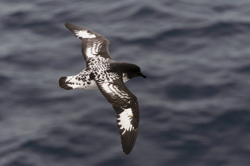 Antarctic petrel (Thalassoica antarctica)