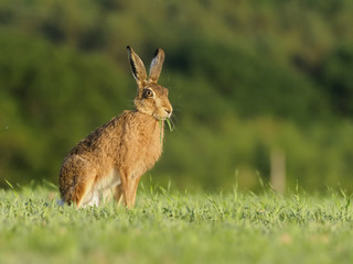 European brown hare, Lepus europaeus