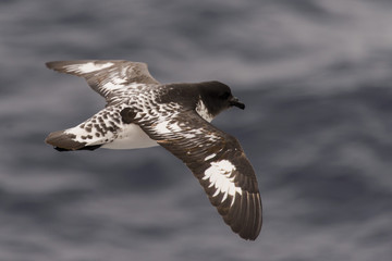 Antarctic petrel (Thalassoica antarctica) © Alexey Seafarer