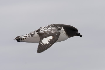 Antarctic petrel (Thalassoica antarctica)