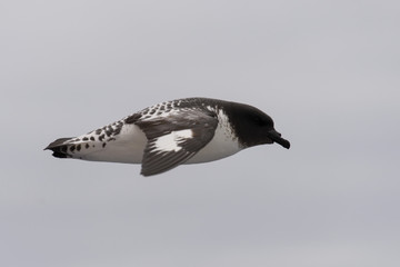 Antarctic petrel (Thalassoica antarctica)