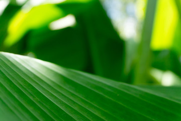 The leaves of the green banana plant