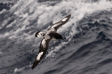 Antarctic petrel (Thalassoica antarctica)