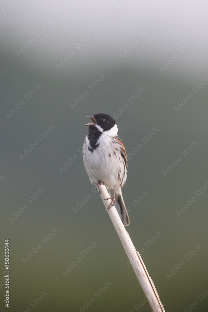 Poster Common reed bunting, Emberiza schoeniclus