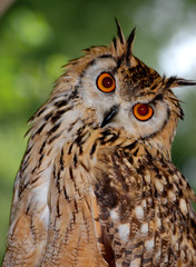 Owl on watch