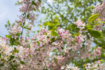 Fototapeta premium Frühlingstriebe und Blüten an einem Baum 