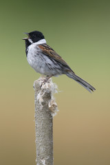 Common reed bunting, Emberiza schoeniclus