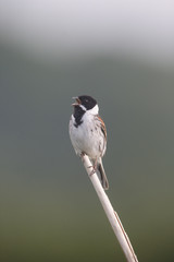 Common reed bunting, Emberiza schoeniclus