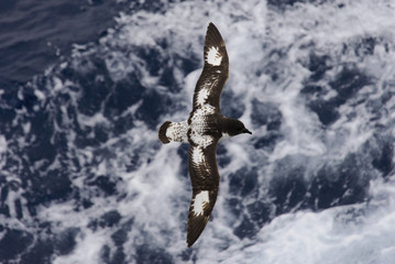 Antarctic petrel (Thalassoica antarctica)