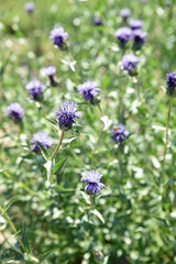 Cardoncelle bleue au printemps au jardin