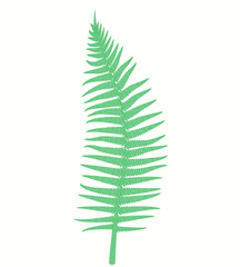 Fern isolated on white background. Vector illustration