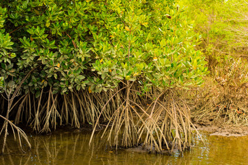 Mangrove trees