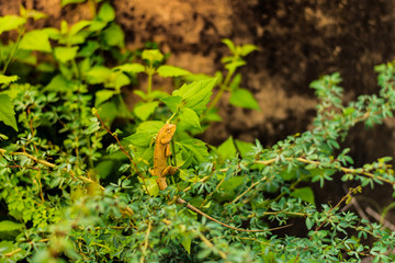 Chameleon