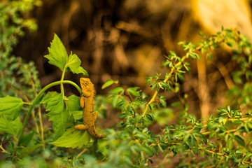 Chameleon