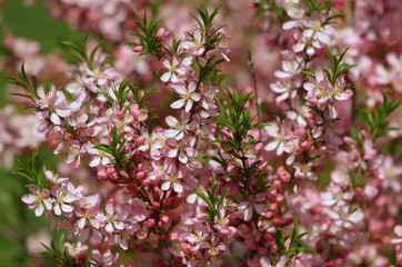 Bright pink brush is a flowering shrub of the almond, sunlit spring.