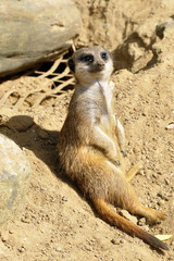 meerkat basking in the sun