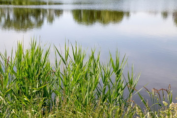 Reed growing at a lakeside