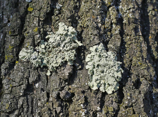 Moss and mushroom on the trunk of a tree