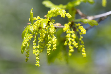 Oak tree blossom